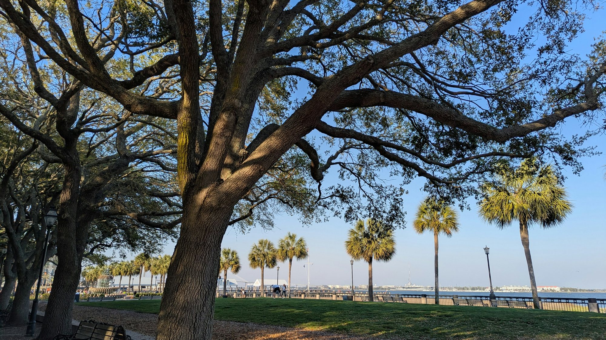A live oak and palmettos beside Charleston Harbor