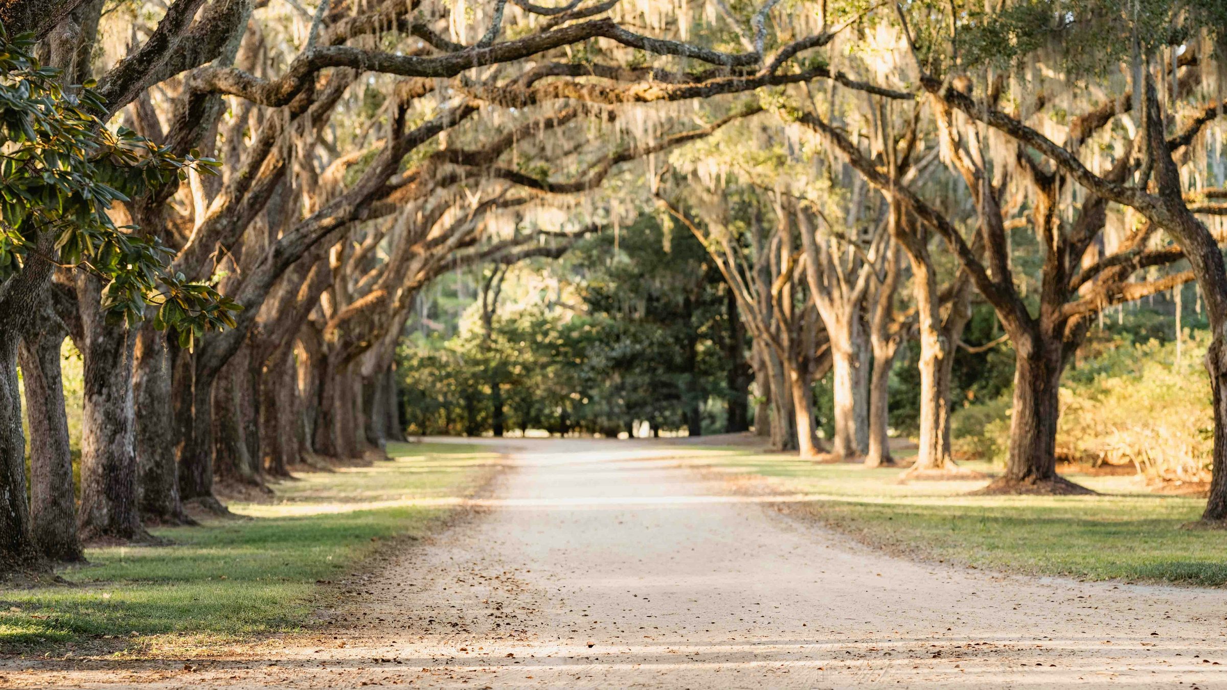 An avenue of live oaks arching over a dirt drive in the Charleston area